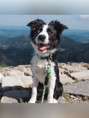 NWT Wilderdog Reflectice leash with Quick Clip 5 FT (4 colors available)